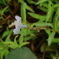 Bonnaya antipoda (L.) Druce